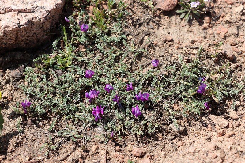 Oxytropis trajectorum photo 4