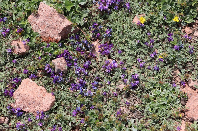 Oxytropis trajectorum photo 5