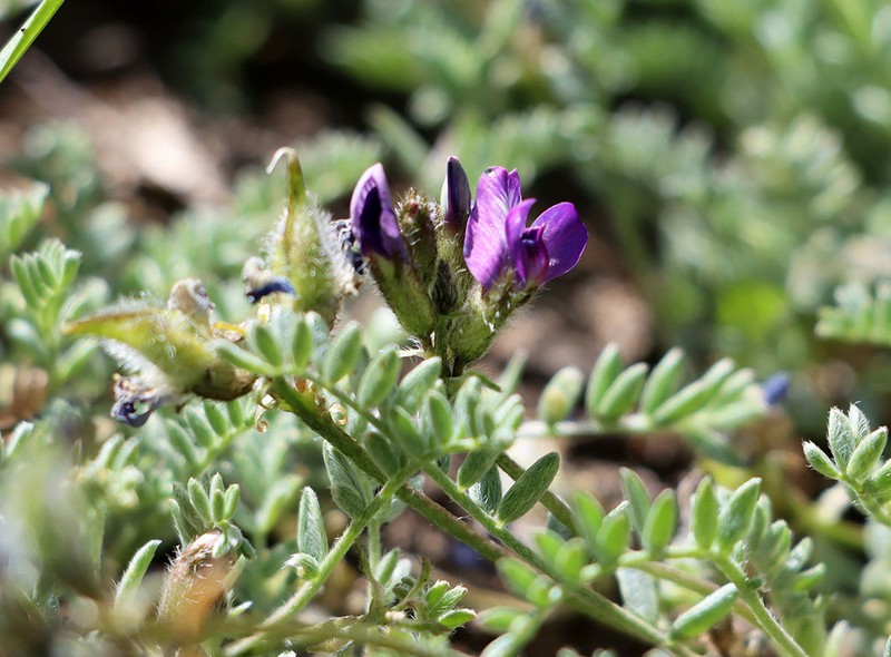 Oxytropis trajectorum photo 6