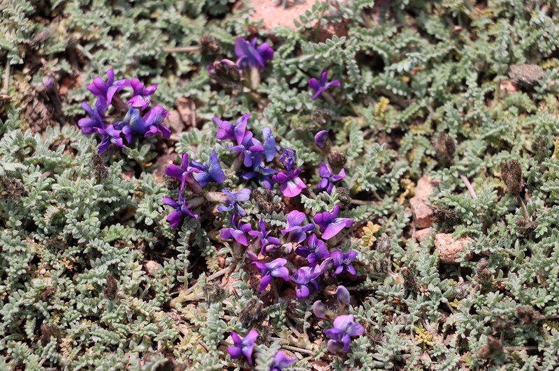 Oxytropis trajectorum photo 7