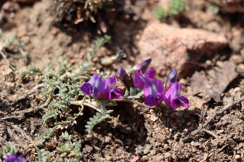 Oxytropis trajectorum photo 8