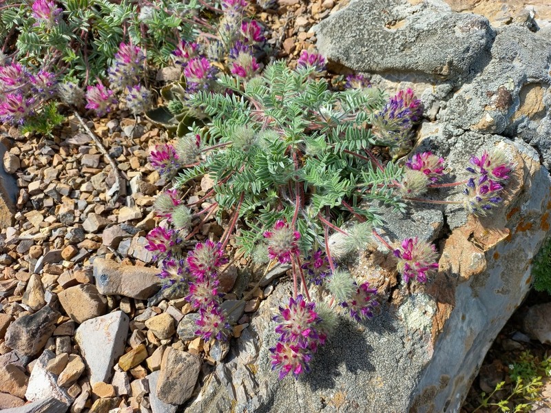 Oxytropis trichocalycina