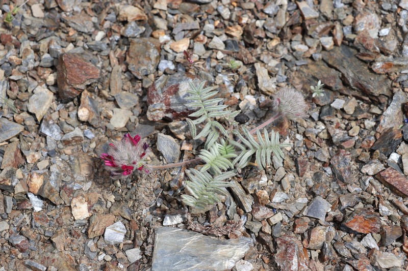 Oxytropis trichocalycina photo 2
