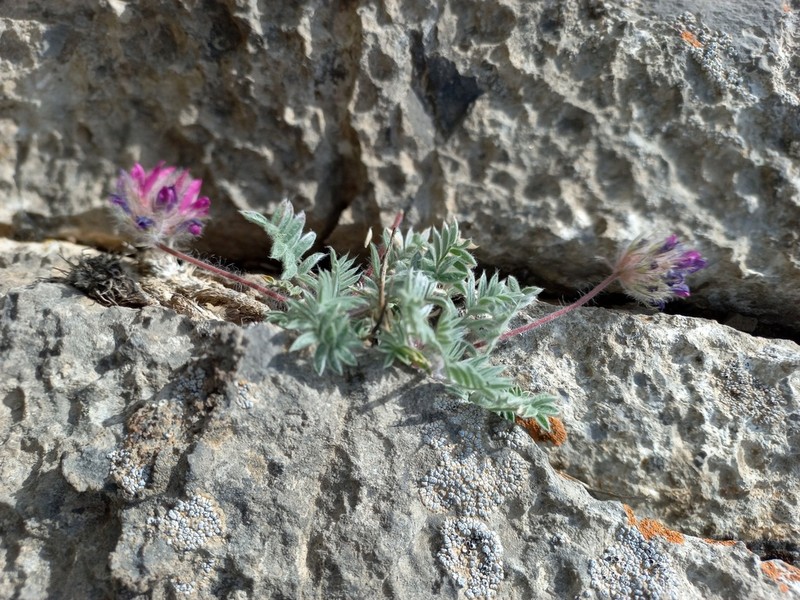Oxytropis trichocalycina photo 3