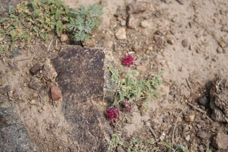 Oxytropis trichocalycina photo 4