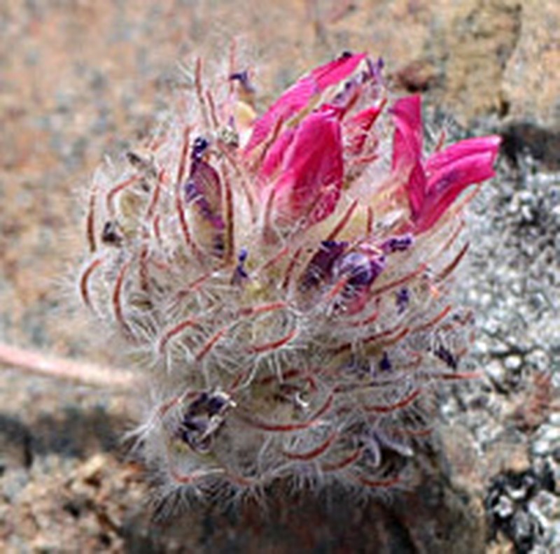 Oxytropis trichocalycina photo 5