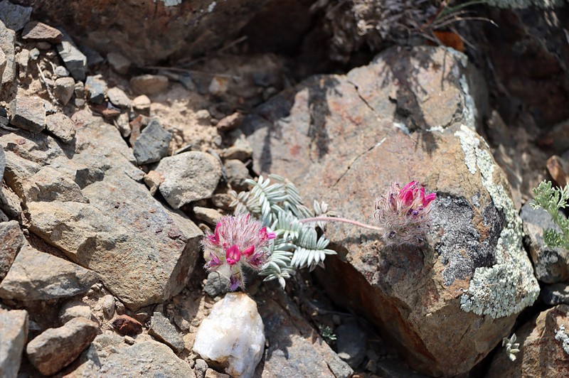 Oxytropis trichocalycina photo 6