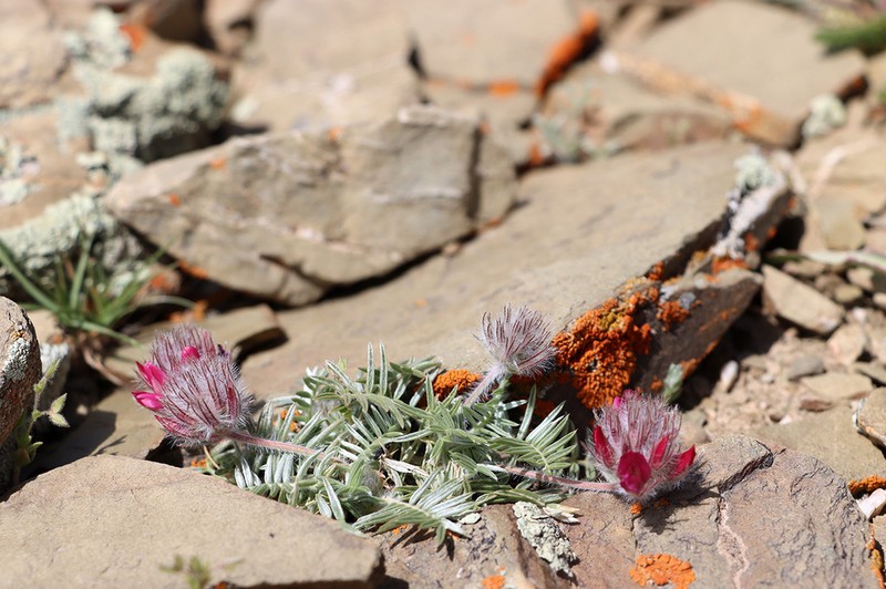 Oxytropis trichocalycina photo 7