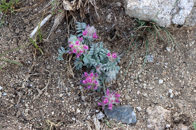 Oxytropis trichocalycina photo 8