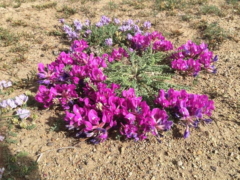 Oxytropis trichophysa