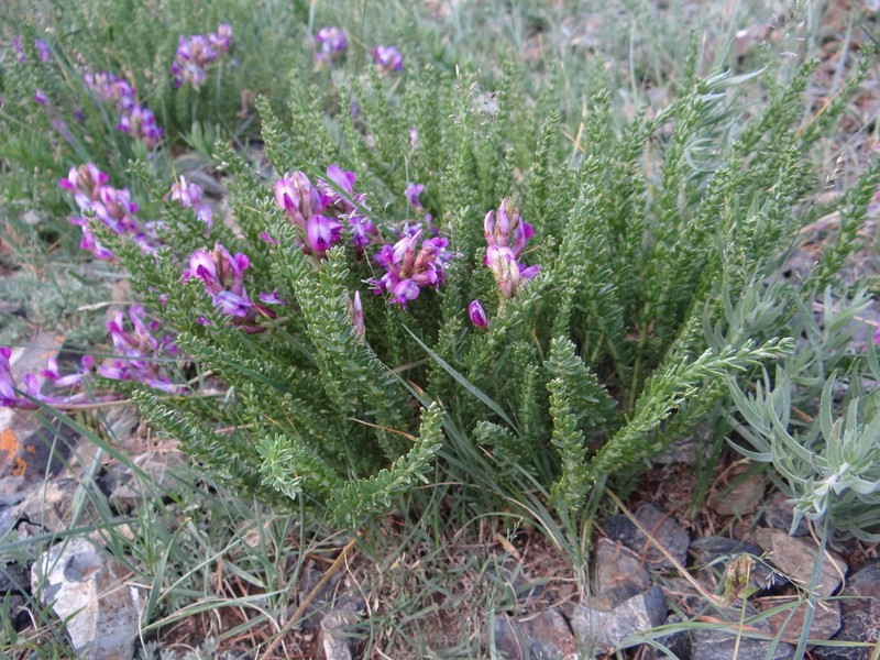 Oxytropis trichophysa photo 2