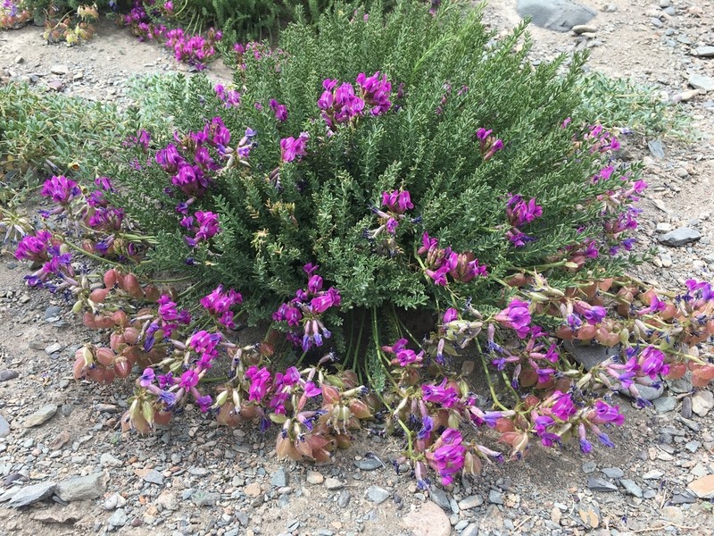 Oxytropis trichophysa photo 3