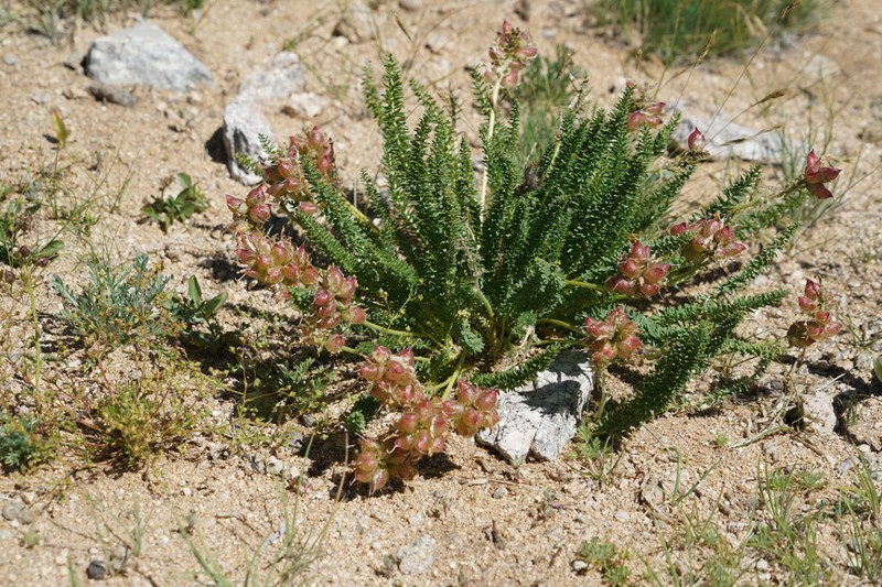 Oxytropis trichophysa photo 4