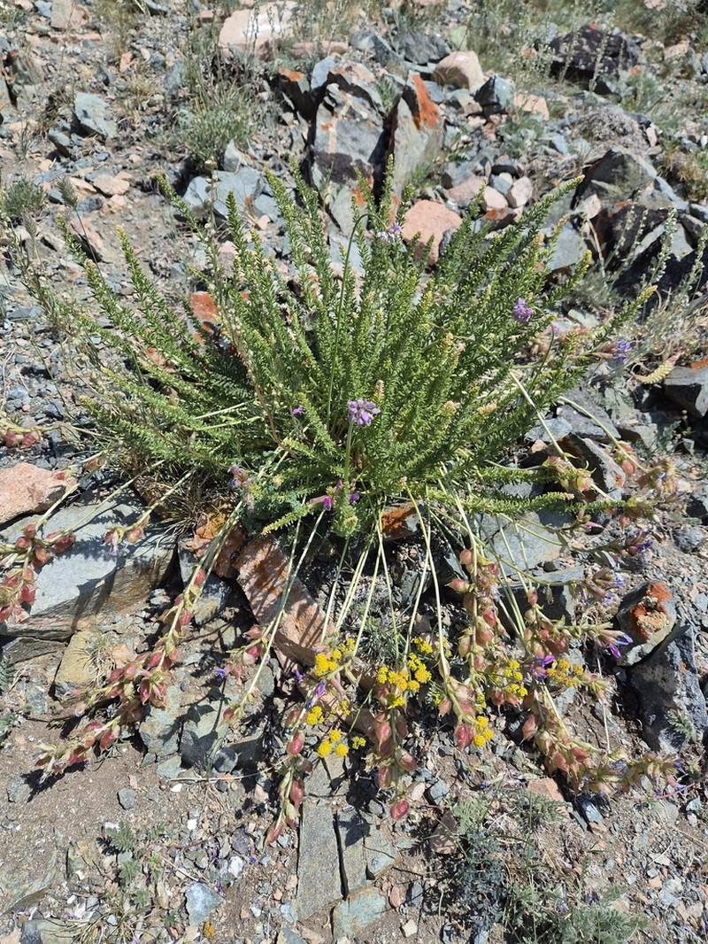 Oxytropis trichophysa photo 5