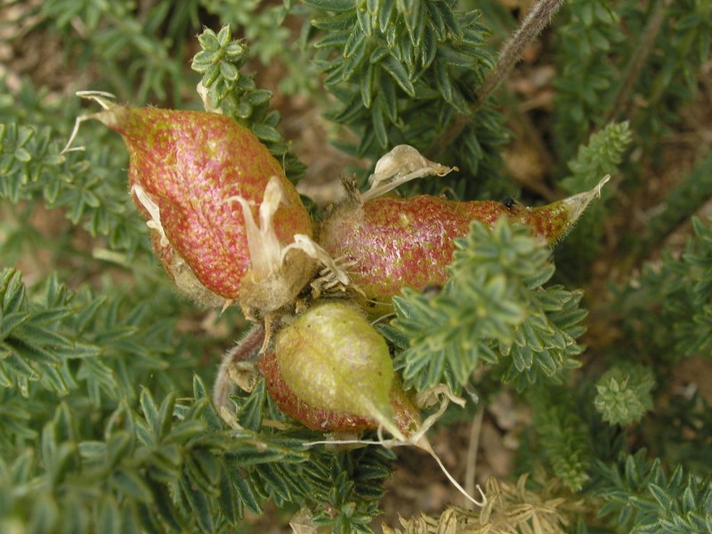 Oxytropis trichophysa photo 6