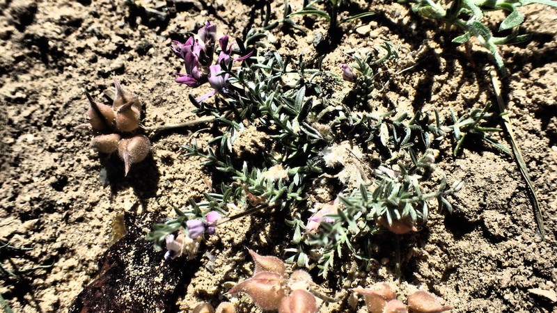 Oxytropis trichophysa photo 7