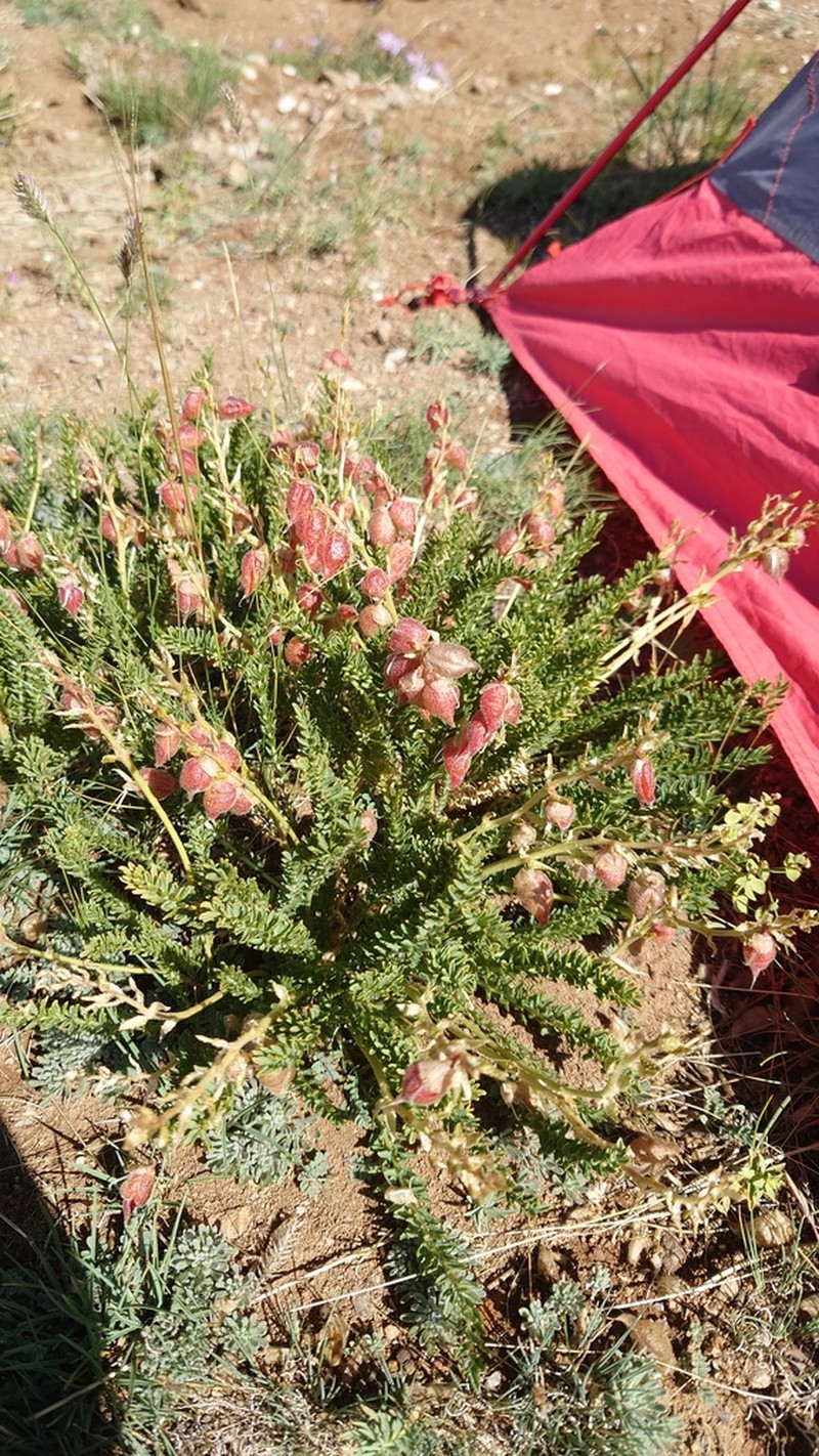 Oxytropis trichophysa photo 8