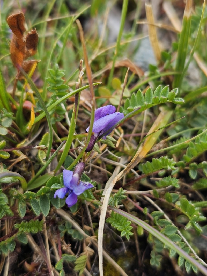 Oxytropis triflora