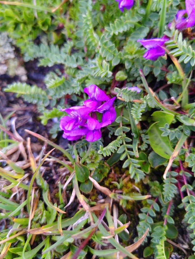Oxytropis triflora photo 2
