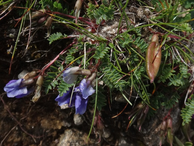 Oxytropis triflora photo 3