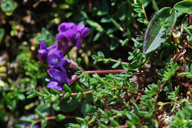 Oxytropis triflora photo 4