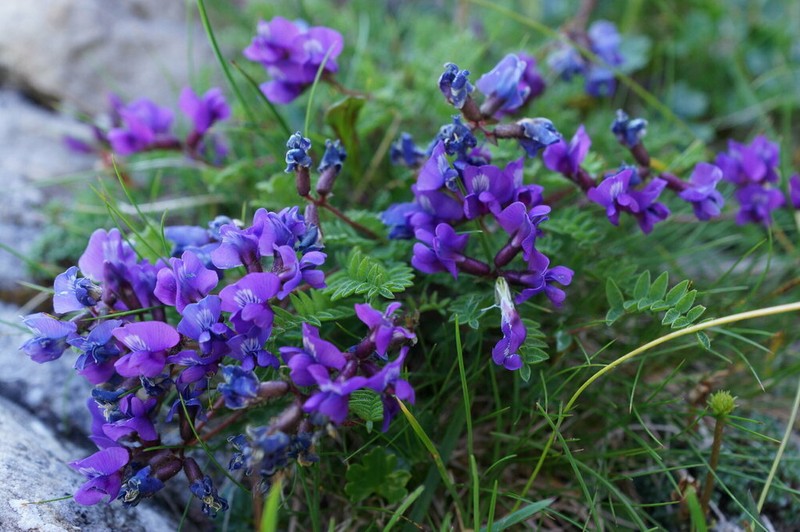 Oxytropis triflora photo 5