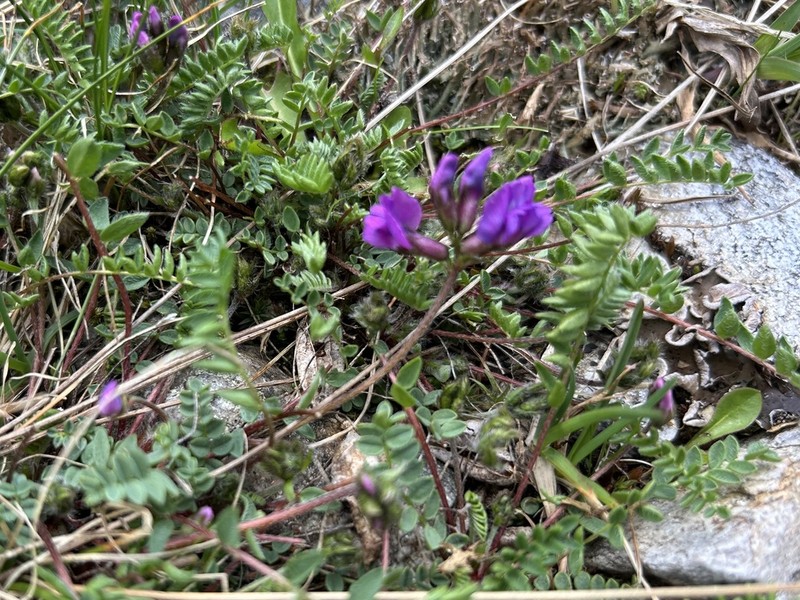 Oxytropis triflora photo 6