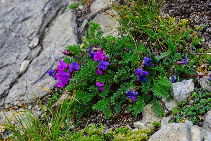 Oxytropis triflora photo 7