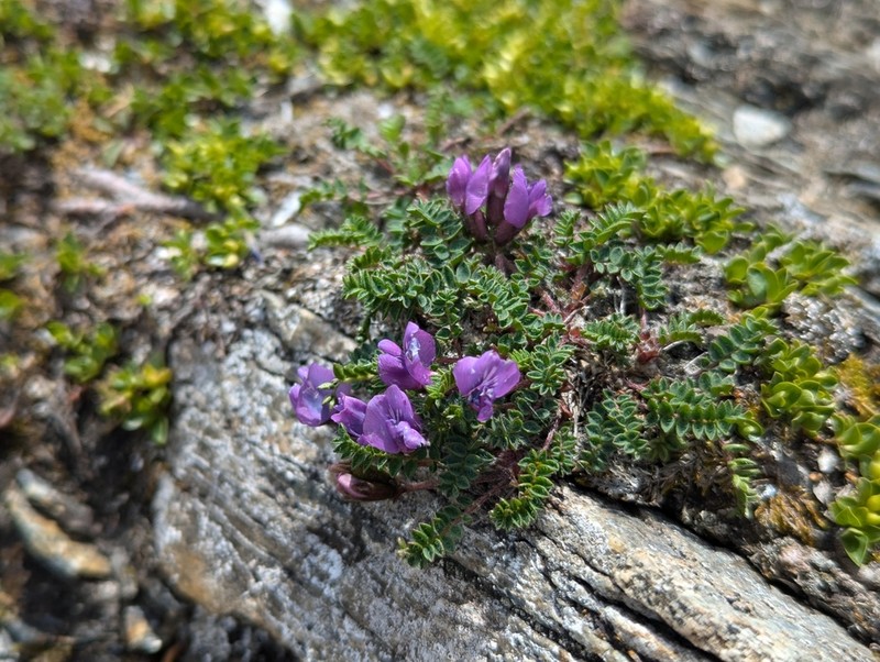 Oxytropis triflora photo 8