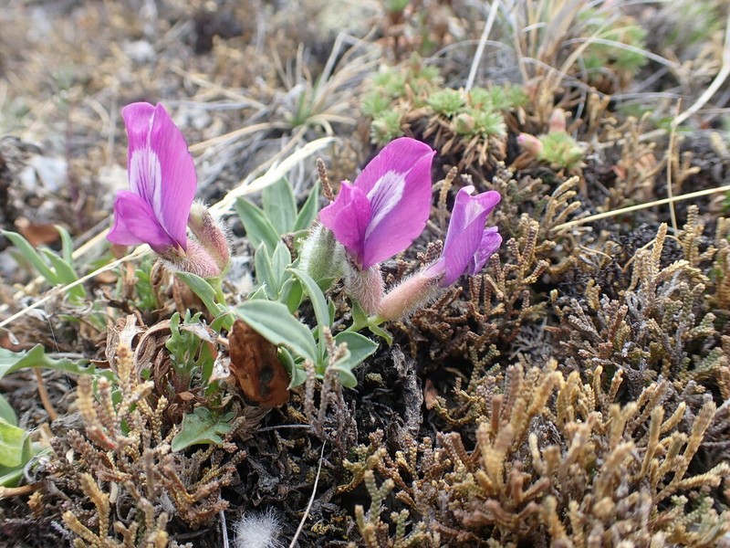 Oxytropis triphylla