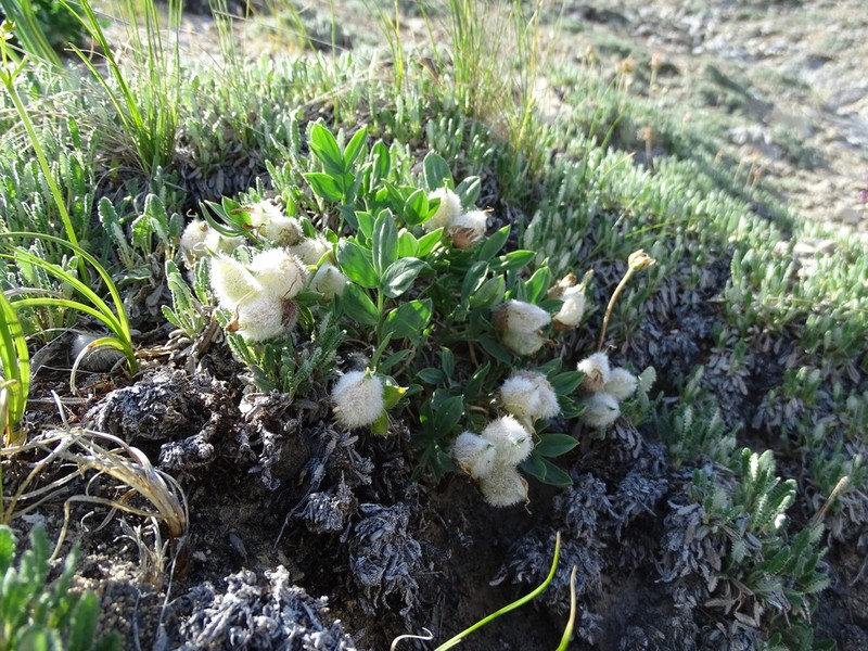 Oxytropis triphylla photo 2