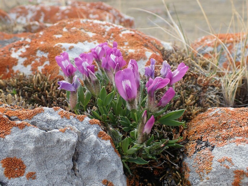 Oxytropis triphylla photo 3