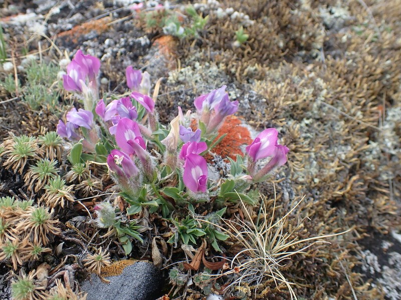 Oxytropis triphylla photo 4