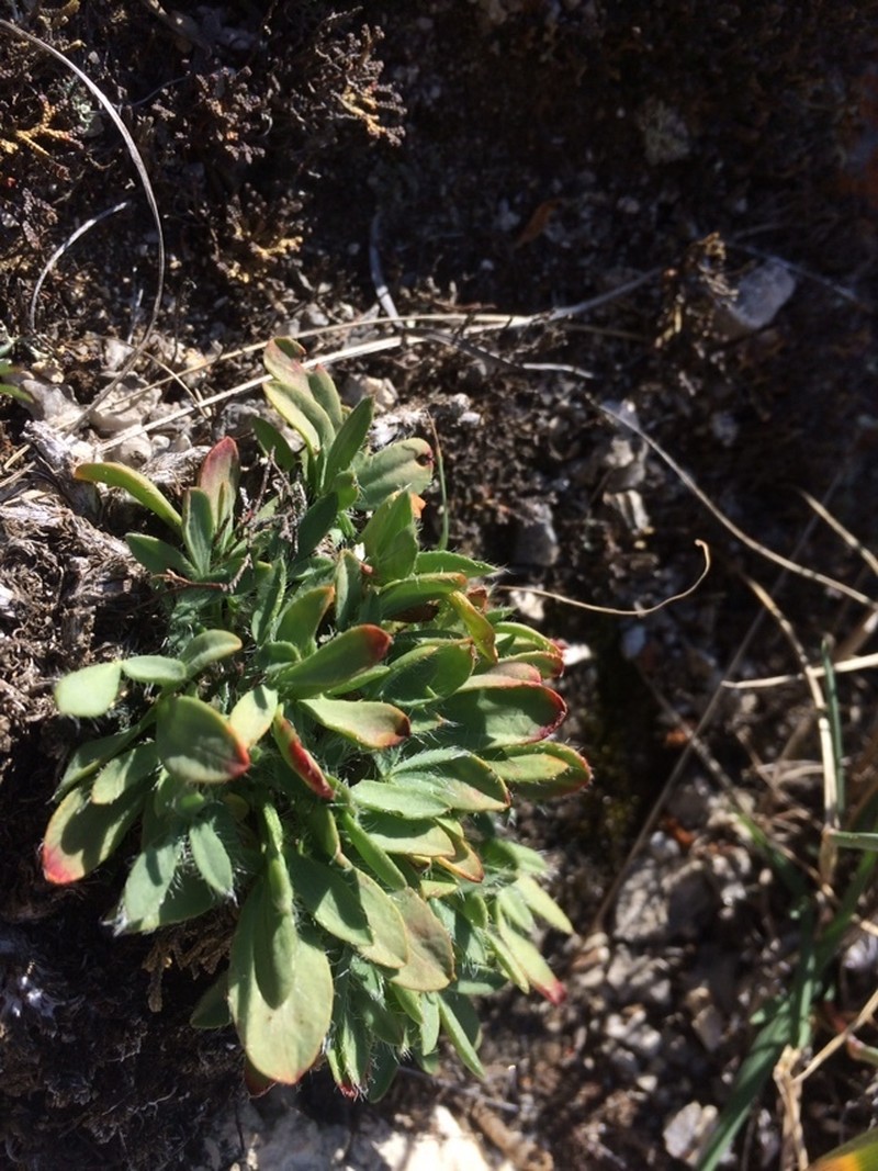Oxytropis triphylla photo 5