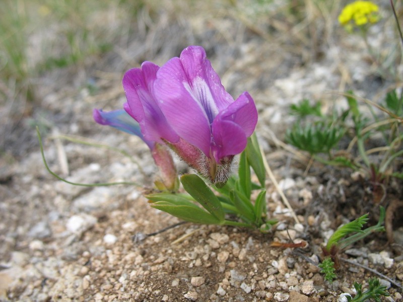 Oxytropis triphylla photo 6