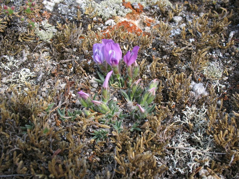 Oxytropis triphylla photo 7