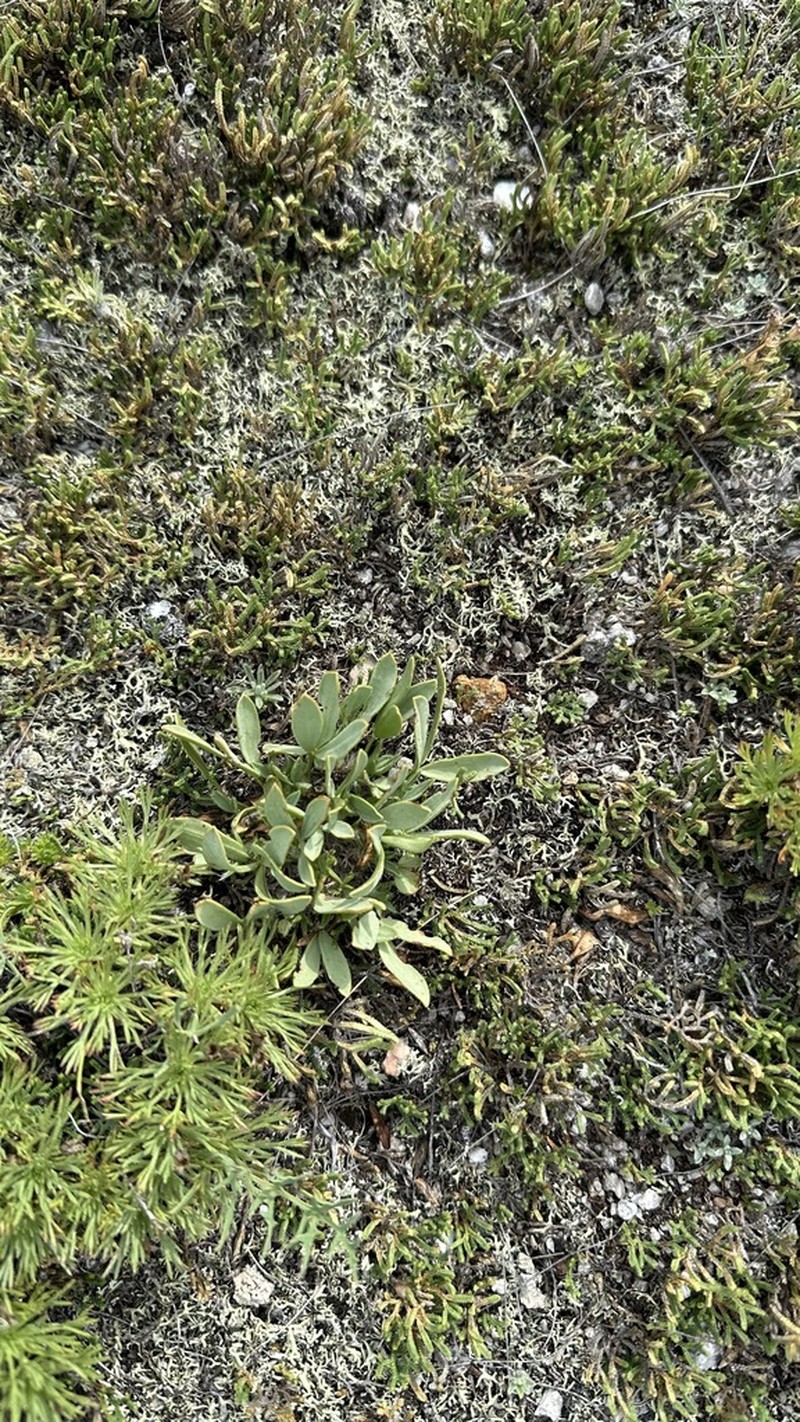 Oxytropis triphylla photo 8