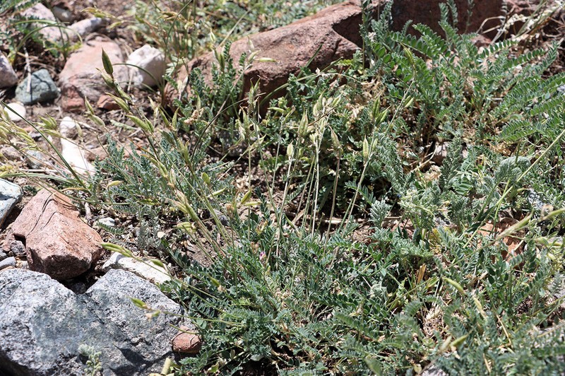 Oxytropis tschimganica photo 2