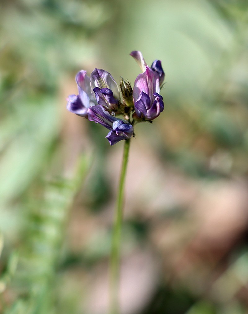 Oxytropis tschimganica photo 3