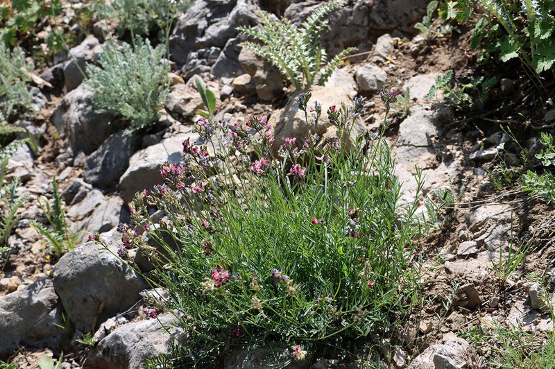 Oxytropis tschimganica photo 4