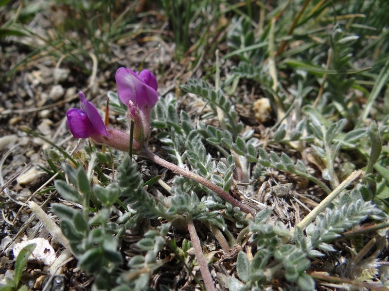 Oxytropis tschujae