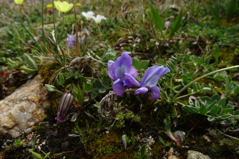 Oxytropis tschujae photo 2