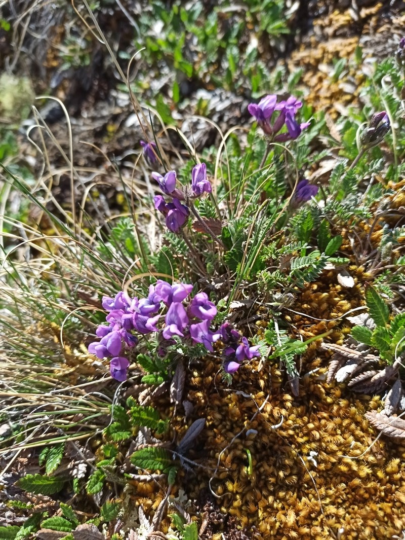 Oxytropis tschujae photo 3