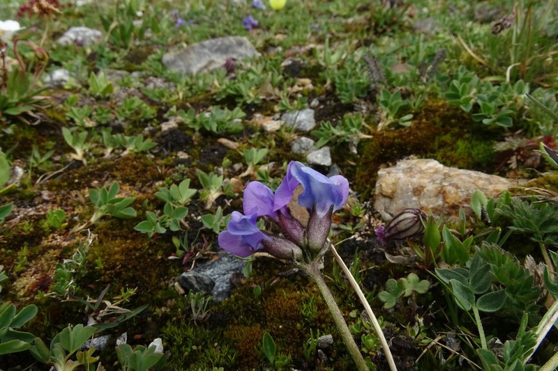 Oxytropis tschujae photo 4