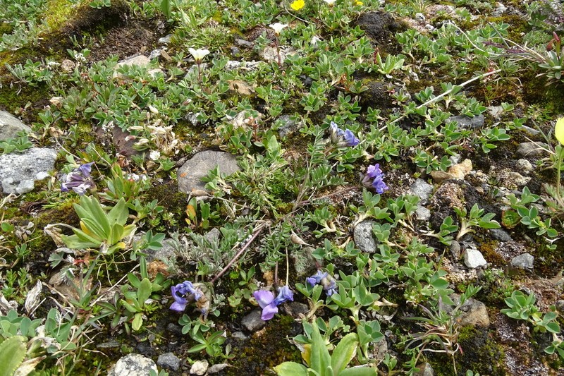 Oxytropis tschujae photo 5