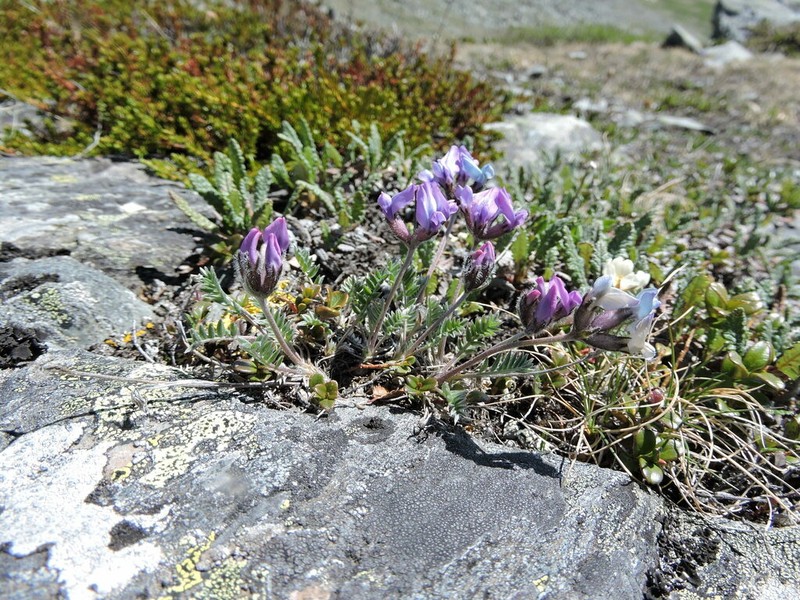 Oxytropis tschujae photo 6