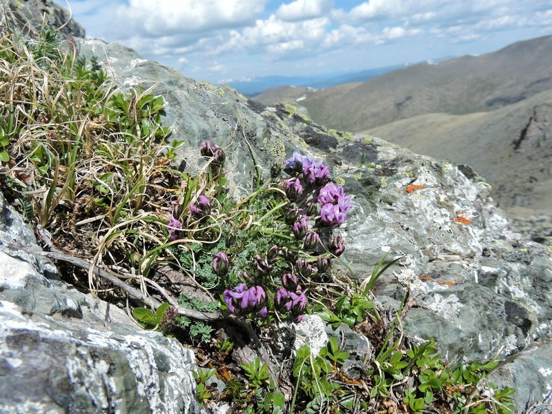 Oxytropis tschujae photo 7