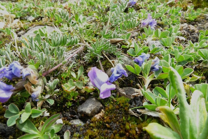 Oxytropis tschujae photo 8