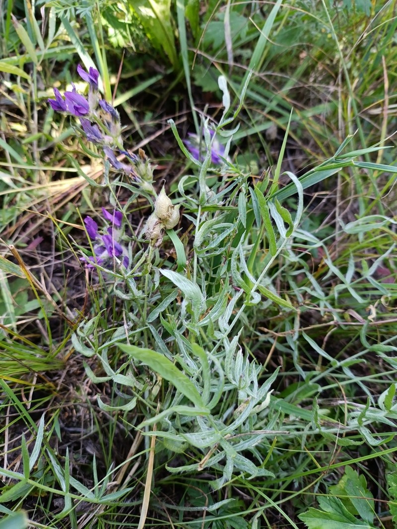 Oxytropis turczaninovii