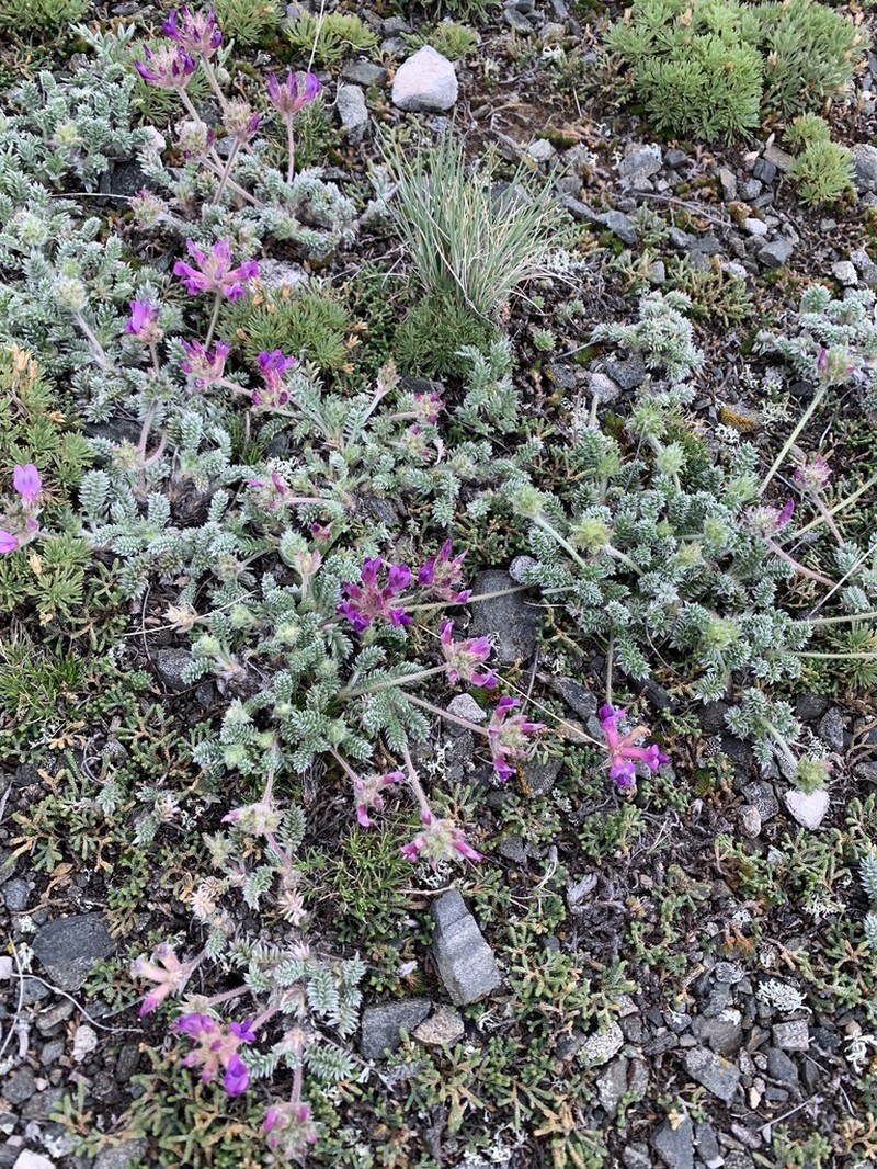 Oxytropis turczaninovii photo 2